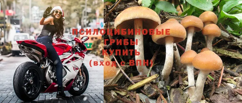 Галлюциногенные грибы Cubensis  купить наркотики сайты  Апшеронск 